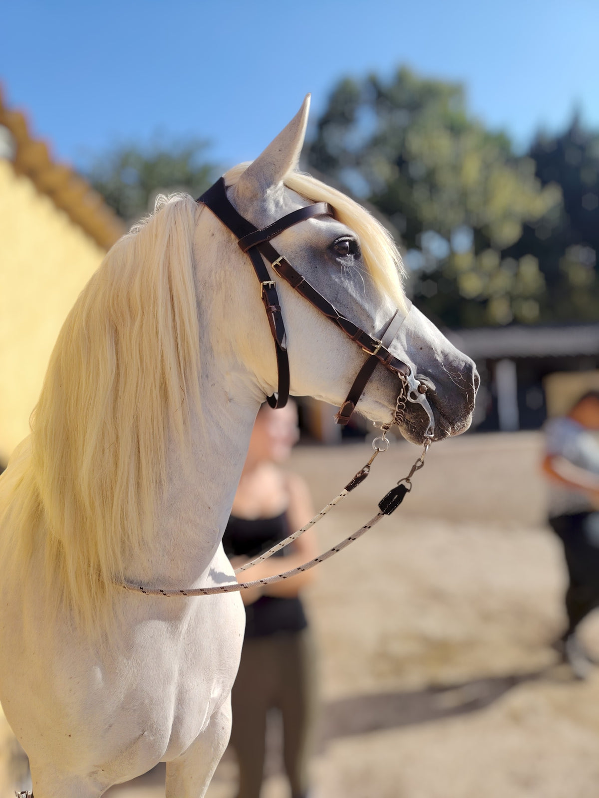 Bridon Camargue Mistral – Tailles standard